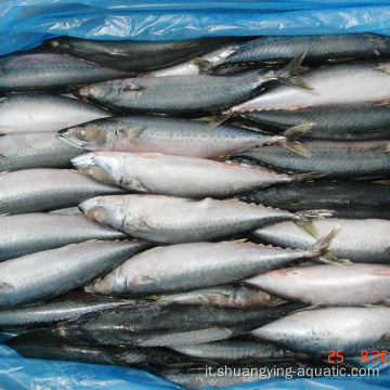 Pesce di sgombro del Pacifico congelato cinese per cibo in scatola